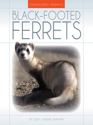 cover image of Black-Footed Ferrets